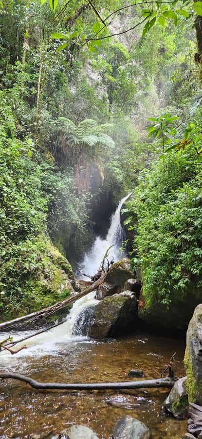 Cocora: trek to the hummingbirds sanctuary - Who should book this Cocora trek?