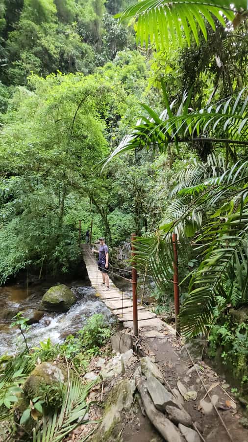 Cocora: trek to the hummingbirds sanctuary - My recommendation for this six-hour adventure