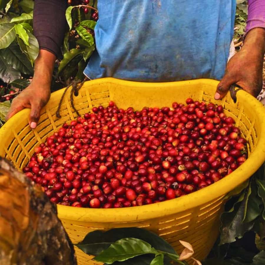 Coffee, Cocoa and Trekking Tour in Minca: Nature, Crops and Production - Key points to know before you go
