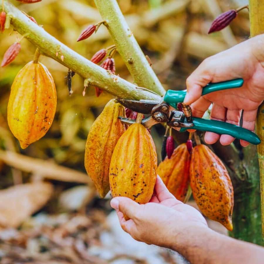 Coffee, Cocoa and Trekking Tour in Minca: Nature, Crops and Production - Coffee and cocoa where they belong