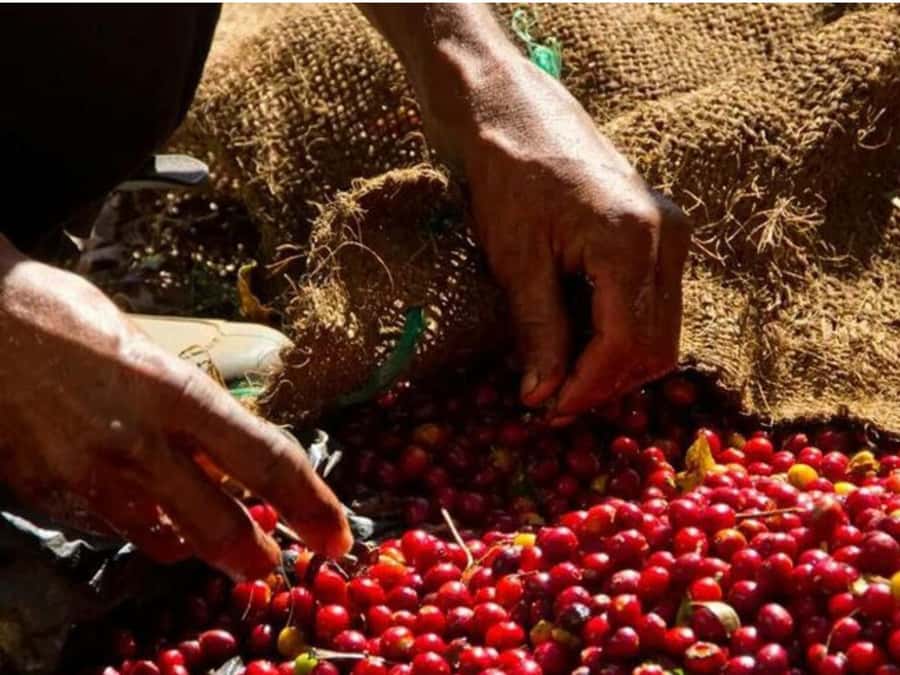 Coffee, Cocoa and Trekking Tour in Minca: Nature, Crops and Production - Tasting coffee and handmade cocoa