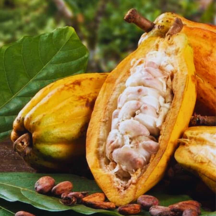 Coffee, Cocoa and Trekking Tour in Minca: Nature, Crops and Production - Practical preparation for a better day