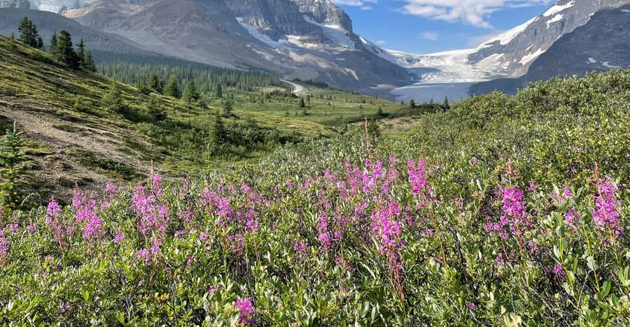 Columbia Icefield: Guided Glacier Hike - Should you book the Athabasca Glacier hike?