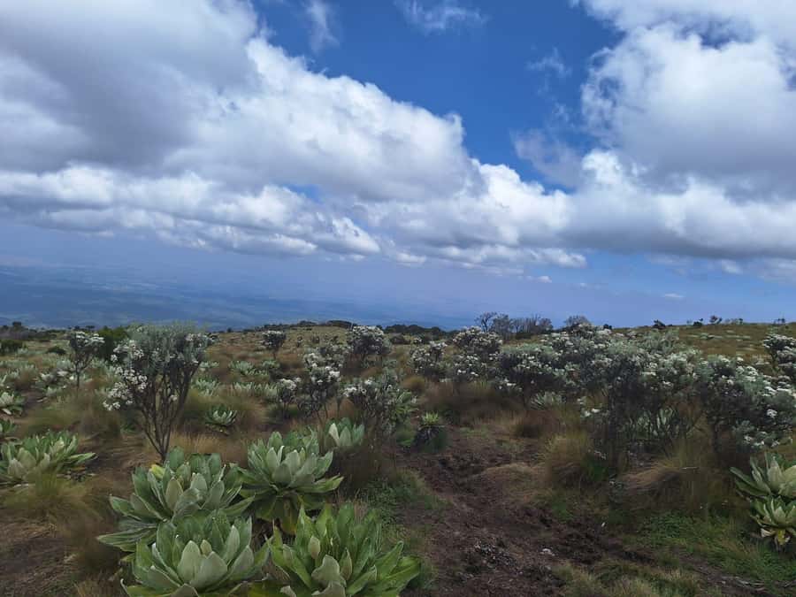 Conquer Mount Kenya: Mt Kenya Trekking via Chogoria 4-5 days - Day 4: Down to Sirimon Gate