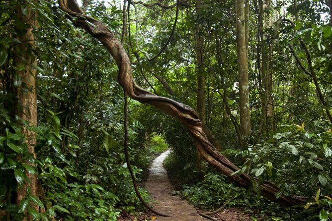 Cuc Phuong National Park Private Day Tour: Trekking & Primates - Lunch at a house on stilts