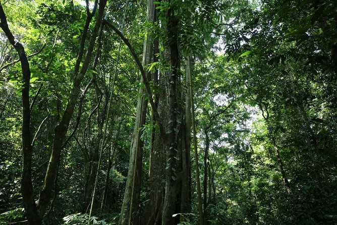 Cuc Phuong National Park Private Day Tour: Trekking & Primates - What private touring changes