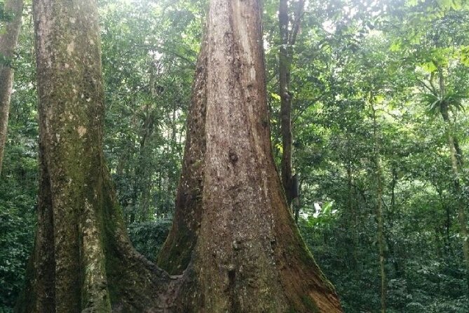 Cuc Phuong National Park Trekking: Private Day Tour From Hanoi - Leaving Hanoi at 8 a.m. for the forest