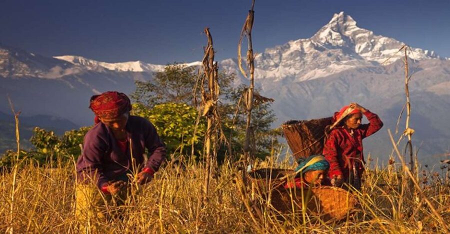 Day Hike at Annapurna Foothills - What the guide adds to the experience