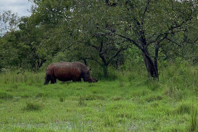 Day Tour Of Ziwa Rhino Sanctuary and Wildlife Ranch - ZIWA RHINO TREKKING - What the Ranger Adds to the Walk