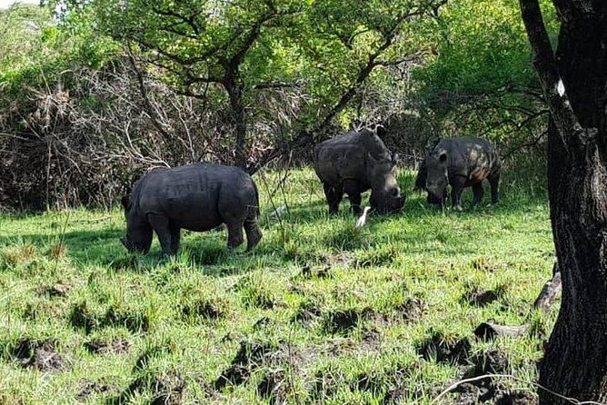 Day Tour Of Ziwa Rhino Sanctuary and Wildlife Ranch - ZIWA RHINO TREKKING - A Private Day Instead of a Shared Coach