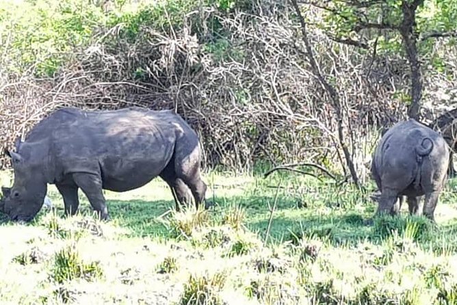 Day Tour Of Ziwa Rhino Sanctuary and Wildlife Ranch - ZIWA RHINO TREKKING - Timing, Meeting Point, and Practical Planning