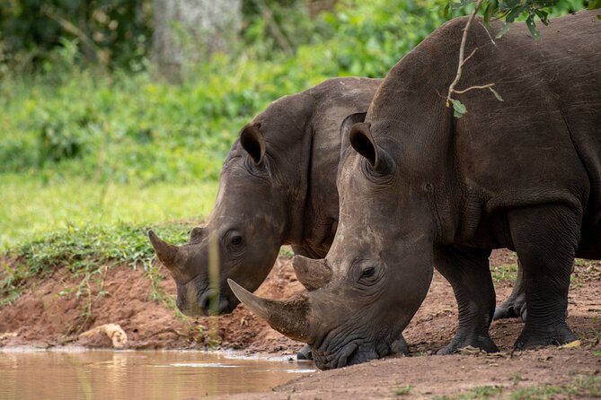 Day Tour Of Ziwa Rhino Sanctuary and Wildlife Ranch - ZIWA RHINO TREKKING - Four Hours Among White Rhinos