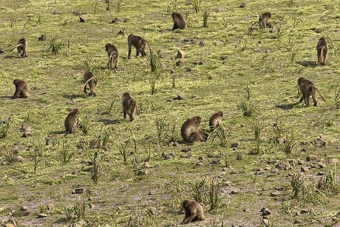 Day trek to Simeien Mountains - From Gondar to Debark by 8:00 am