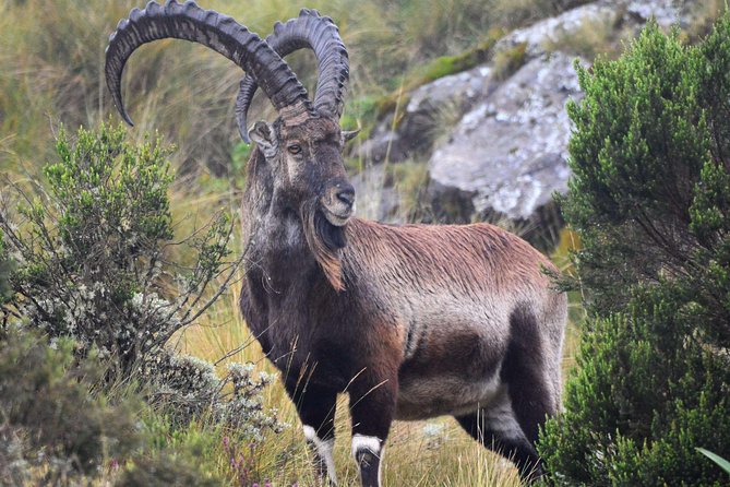 Day trek to Simien Mountain - Is $164.11 a fair price?