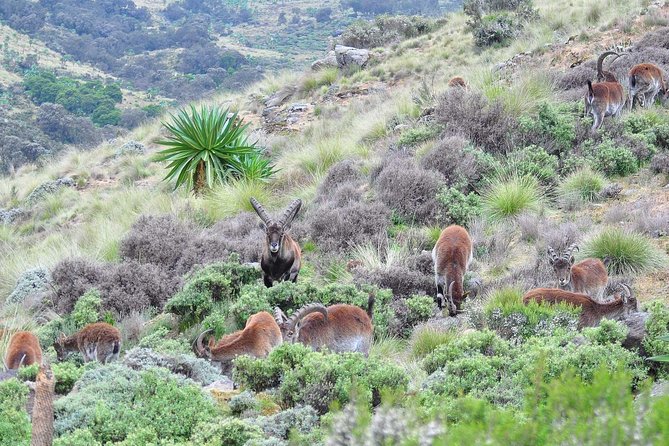 Day trek to Simien Mountain - Who should book this Simien day trek?