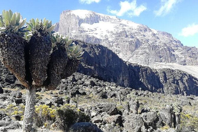 Day Trip to Kilimanjaro National Park - What This Kilimanjaro Day Hike Really Offers