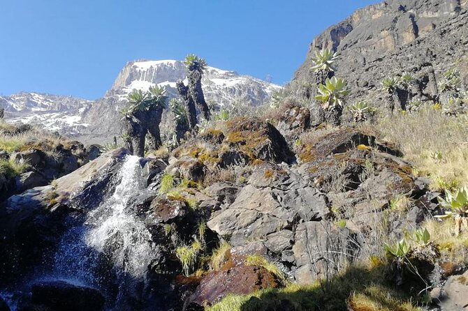 Day Trip to Kilimanjaro National Park - From Arusha to Marangu Gate at 1,860 Meters