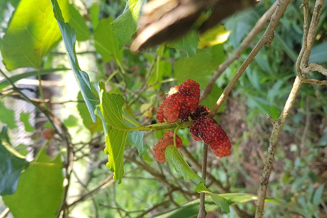 Doi inthanon National Park + 2Hour Fantastic Trekking with Lunch - What the guide adds to the forest walk