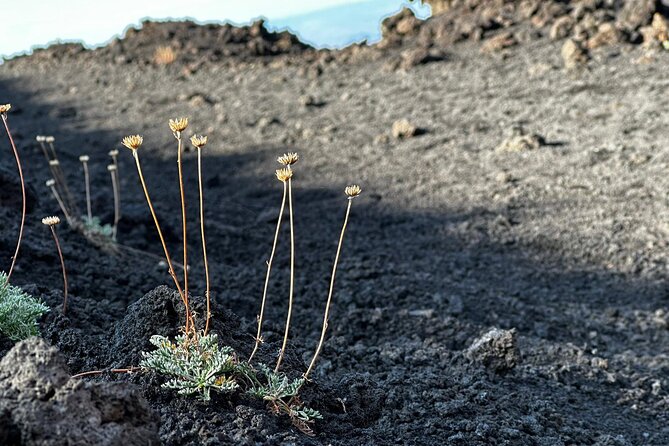 Etna Morning or Sunset - Trek & Lava Tunnel with Gear - Is $71.35 a fair price?