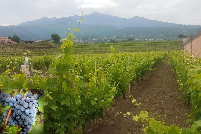 Etna trekking and wine tasting - Walking Among the 2,000-Meter Craters