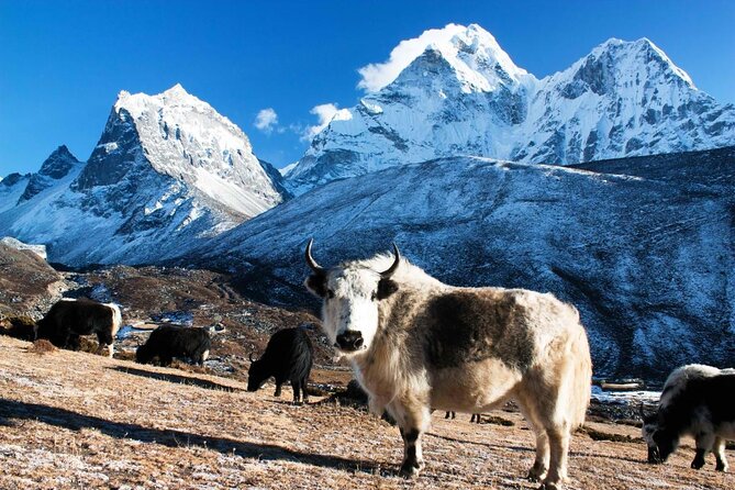 Everest Base Camp - Cho La Pass - Gokyo Trek - Key points to know before you book