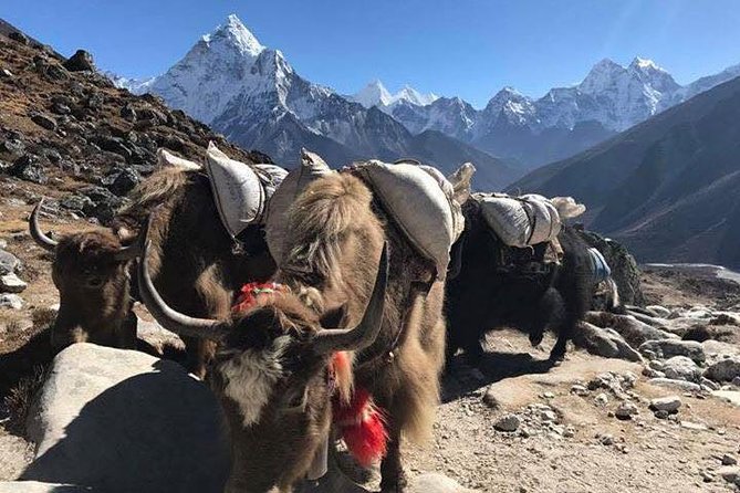 Everest Base Camp Trek 12 Days – Best Himalayan Adventure - Kala Patthar and the view that makes the effort worthwhile
