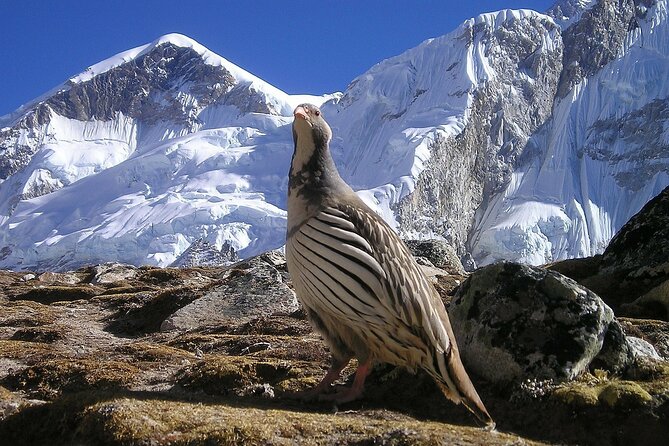Everest Base Camp Trek with Kathmandu Valley Sightseeing Tour - Accommodation and porters: what the inclusions mean