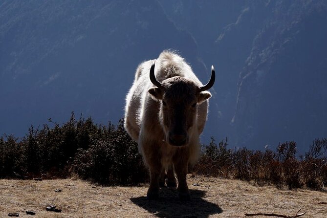 Everest Base Camp Trekking - 2025/2026 - The return through Pangboche, Namche, and Lukla