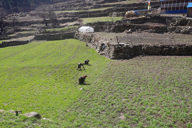 Experience the Thrill of a Lifetime:12-Days Manaslu Circuit trek - Days 5 and 6: Namrung and the first big mountain views