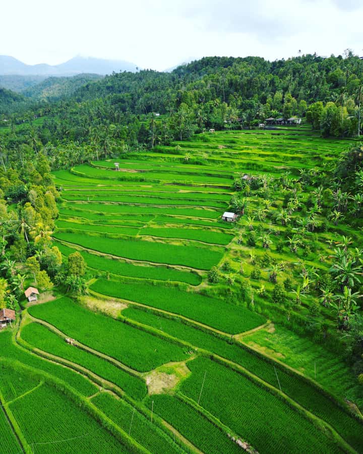 Explore rice terraces munduk & waterfall trekking experience - The best parts at a glance