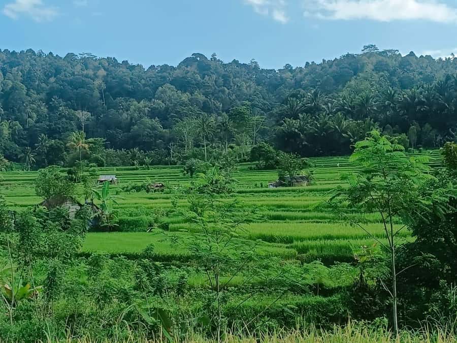 Explore rice terraces munduk & waterfall trekking experience - The drive toward Munduk and the two lake views