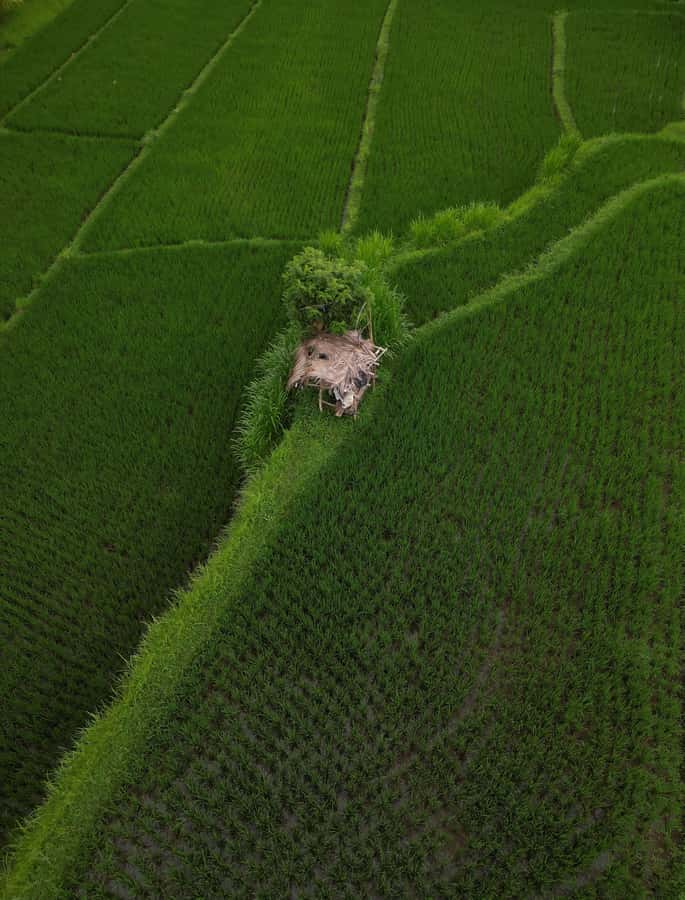 Explore rice terraces munduk & waterfall trekking experience - Walking through Munduk’s rice terraces