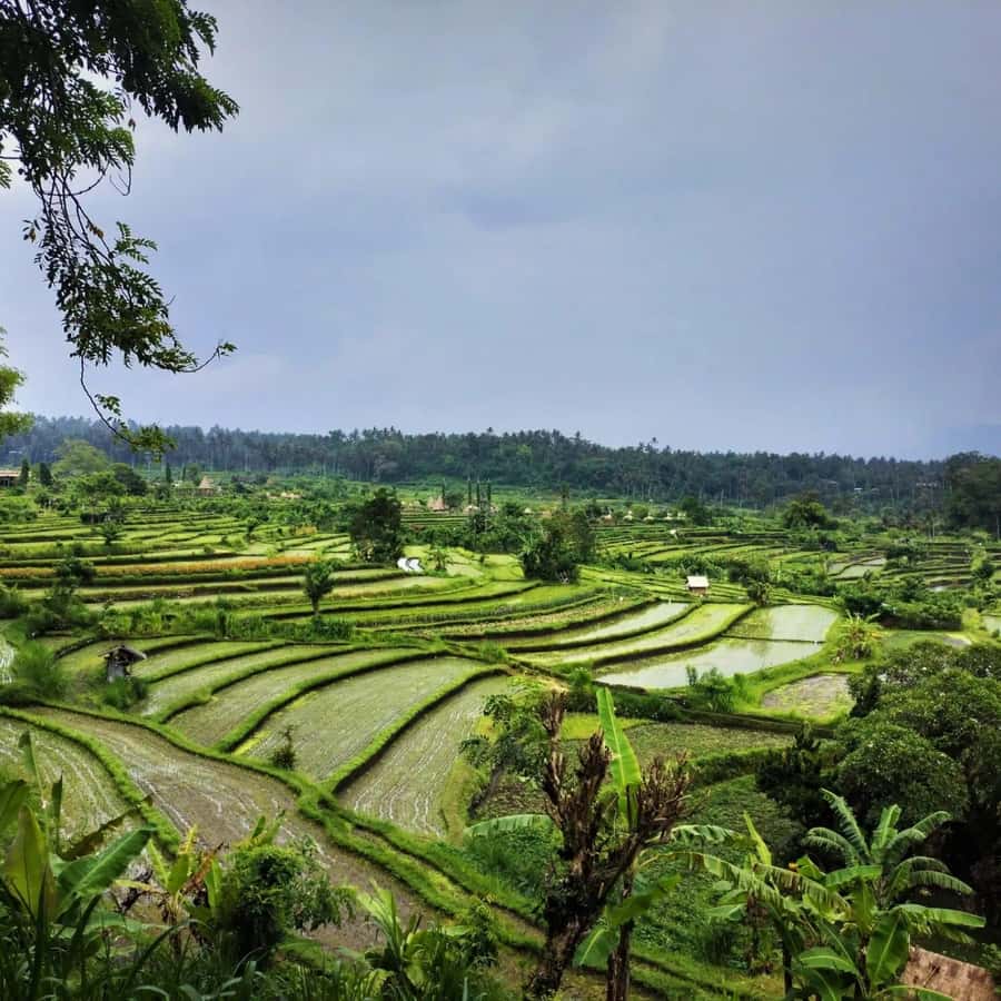 Explore rice terraces munduk & waterfall trekking experience - The coffee plantation and useful plant knowledge