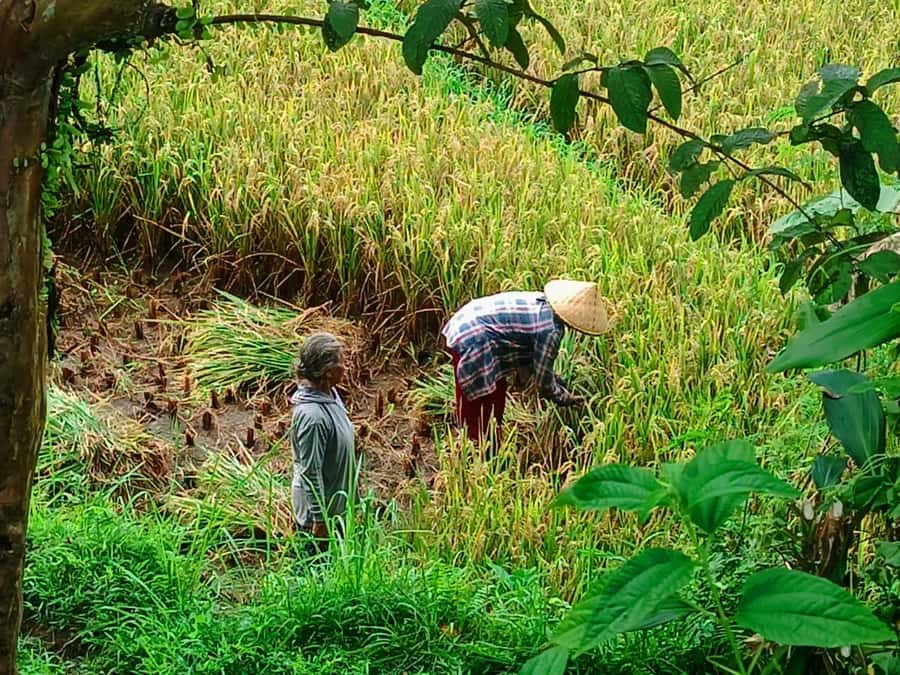 Explore rice terraces munduk & waterfall trekking experience - Starting from Celukan Bawang Port