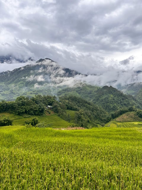 Explore Sapa by TrekkingAdventures, Mountain,Rice fields - Why this trek gets you beyond Sapa town