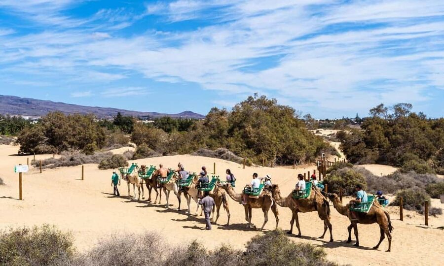 From Agadir: Camel Ride and Flamingo Trek - Through the forest and toward the water