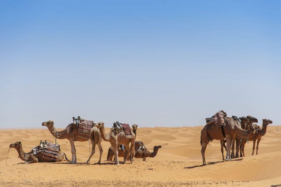 From Agadir: Camel Ride and Flamingo Trek - The camels and the riding experience