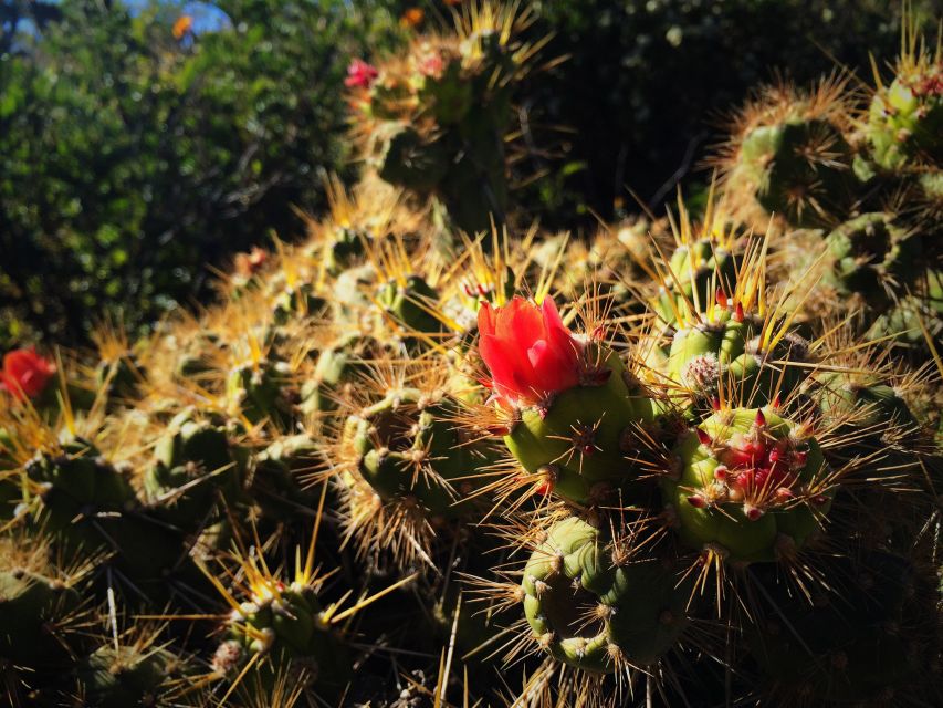 From Arequipa: 3-Day Colca Canyon Trek - The route toward Sangalle and the Apachetas