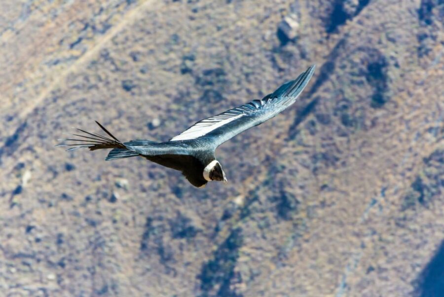 From Arequipa: 3-Day Colca Canyon Trek - Sangalle’s pool and the return to Cabanaconde