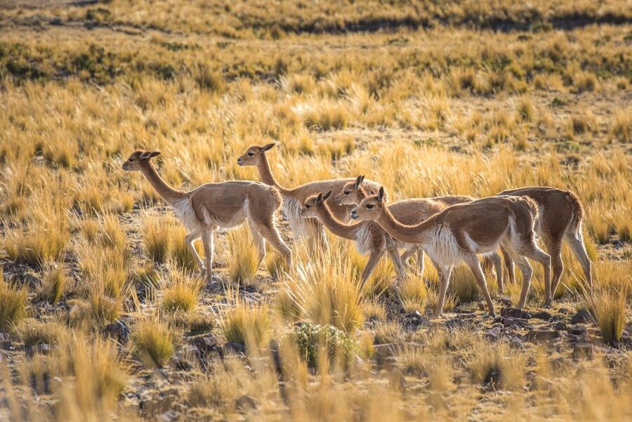 From Arequipa: 3-Day Colca Canyon Trek - What to pack for the walking days