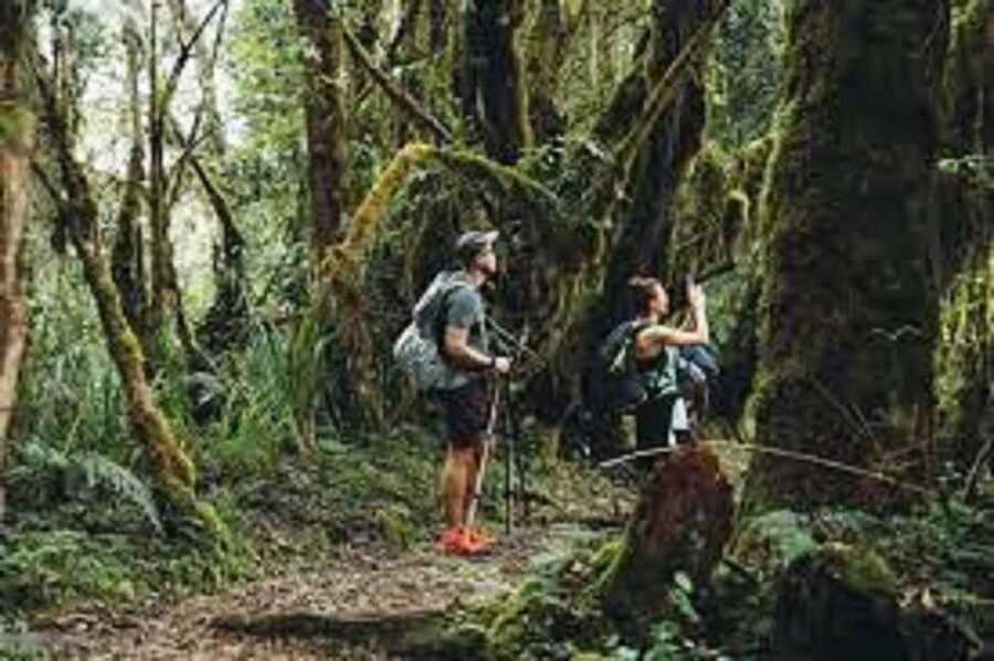 From Arusha/Moshi: Kilimanjaro Hike Marangu Route Day Trip - The early start from Moshi or Arusha