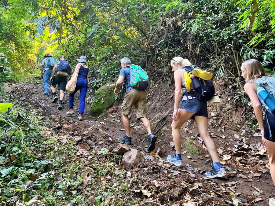 From Chiang Mai: High Mountain Day Trek - A forest walk built around what grows there