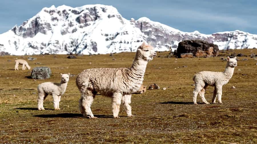 From Cusco: 7 Lagoons of Ausangate Trek with Hot Springs - 4:30 AM pickup and the road to Pacchanta