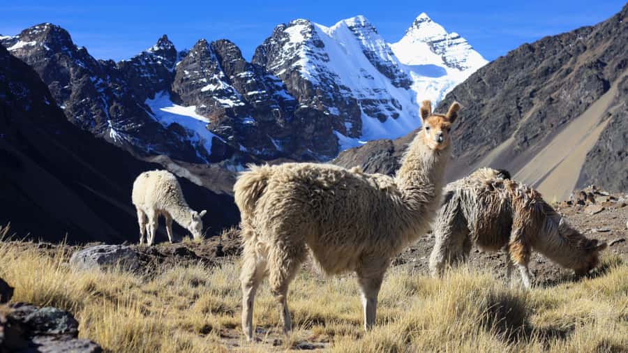 From Cusco: Rainbow Mountain Trek - The two-hour return and lunch at Hanchipacha