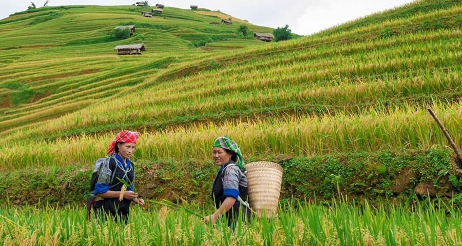 From Hanoi: 3-Day Sapa Trek with Guide, Homestay and Meals - Day 3: Bamboo forest and Giang Ta Chai