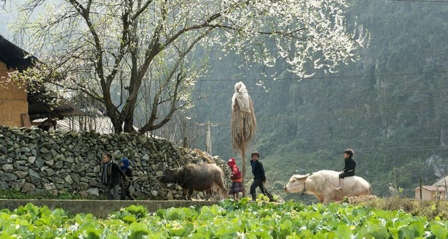 From Hanoi: 3-Day Sapa Trek with Guide, Homestay and Meals - Who should book this Sapa trek