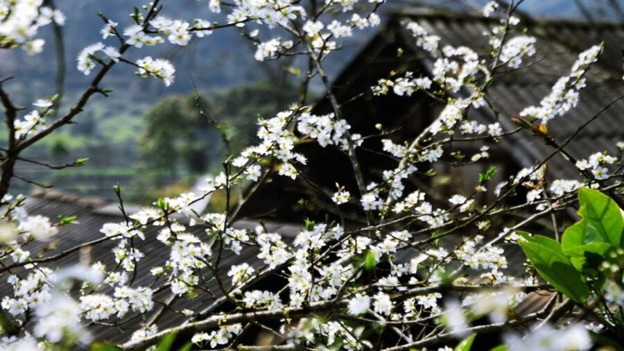 From Hanoi: Sapa 3-Day Medium Trek and Limousine Trip - Food, transport, and what the $165 covers