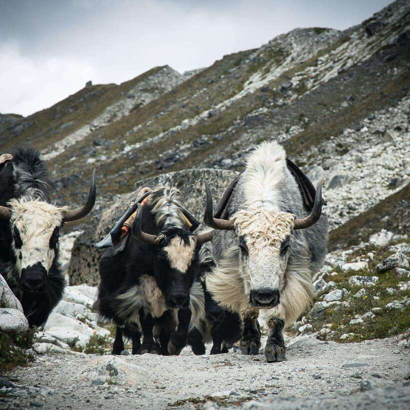From Kathmandu: Guided Everest Base Camp Trek - Day 5: Tengboche to Dingboche at 4,400 meters