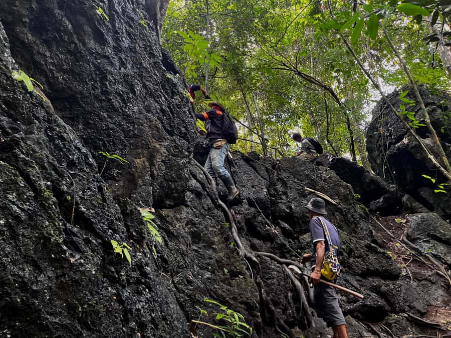 From Khao Sok: Half-Day Rainforest Trek with Local Guides - What the $70 price covers
