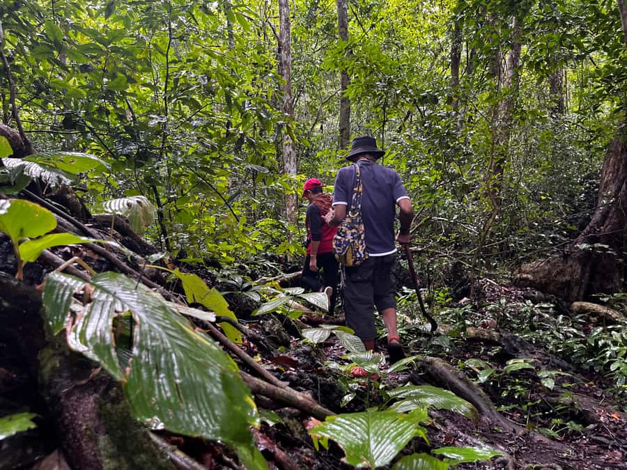 From Khao Sok: Half-Day Rainforest Trek with Local Guides - Practical preparation for the forest
